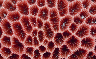 coral Texture