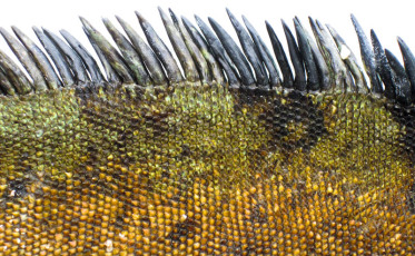 Detail of Marine Iguana Scales